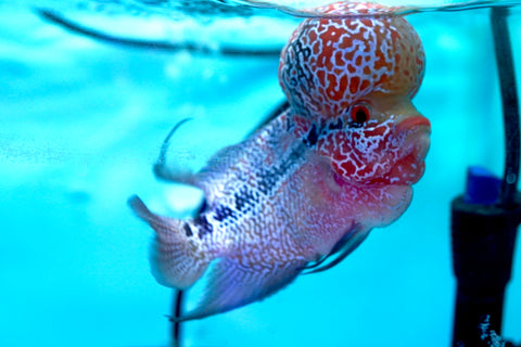 #2 Super Red Dragon Flowerhorn (Super Big Hump Head)