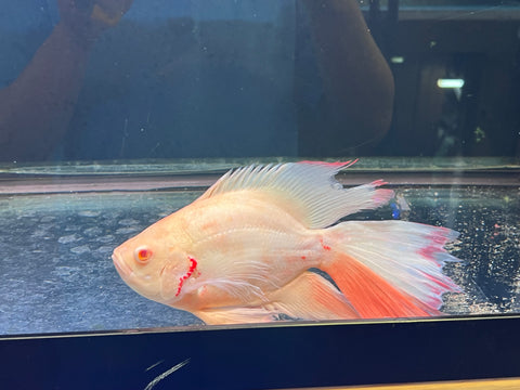 Super Short Body White Oscar Longfin Size Large 9”-10” Tail Included