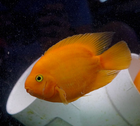 Golden Yuanbao Parrot Fish - Ground Body Parrot Cichlid  - Size 5-6” Premium Grade A