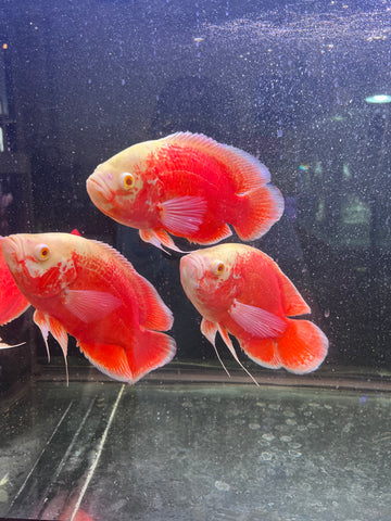 Super Red Chili Oscar Size Large 9”-10”