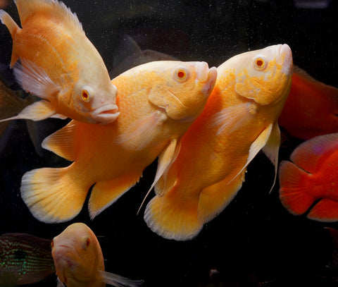 Full Body Lemon Oscar Size Large 9”-10”