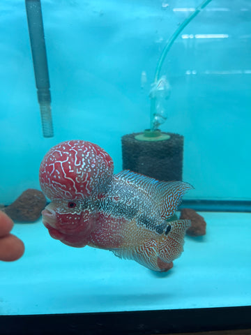 VIP Flowerhorn Red Base Super Pearl Kamfa F3 Hybrid size 6” Premium Collection Grade (High-End Flowerhorn)