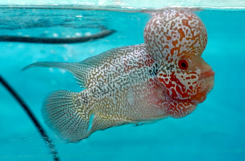 #7 Super Red Dragon Flowerhorn (Super Big Hump Head)