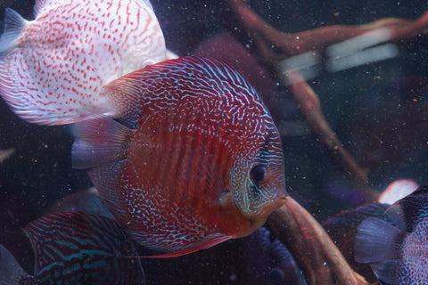 Leopard Snakeskin High Body Discus size 4.5” Premium Grade Discus