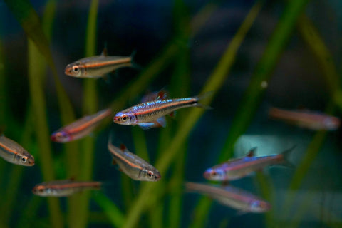 Rainbow Shiner (North American)