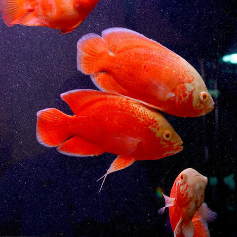 Super Red Chili Oscar Size Large 9”-10”
