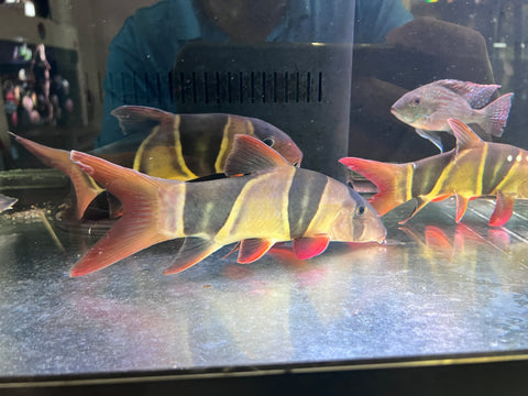 Clown Loach Size 10”