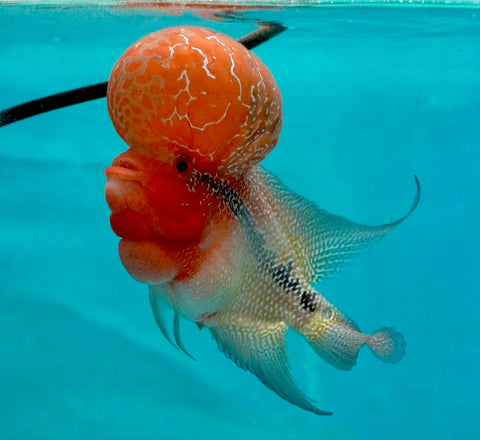 #1 Super Red Dragon Flowerhorn (Super Big Hump Head)