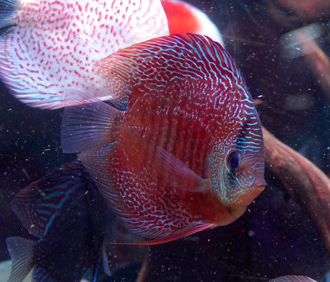 Leopard Snakeskin High Body Discus size 4.5” Premium Grade Discus