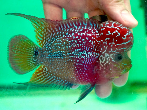 #3 Two Tones Dragon Flowerhorn