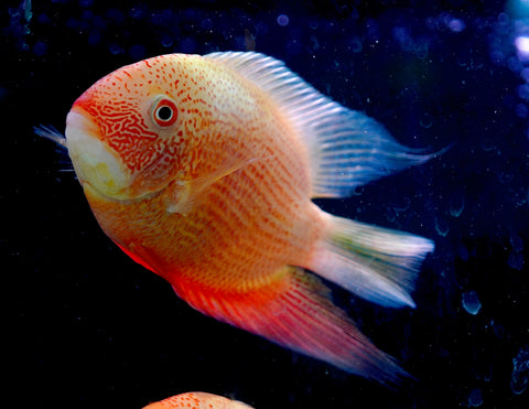 (Limited Stock) Gold Red Spot Severum Cichlid (size 5-5.5”) Large