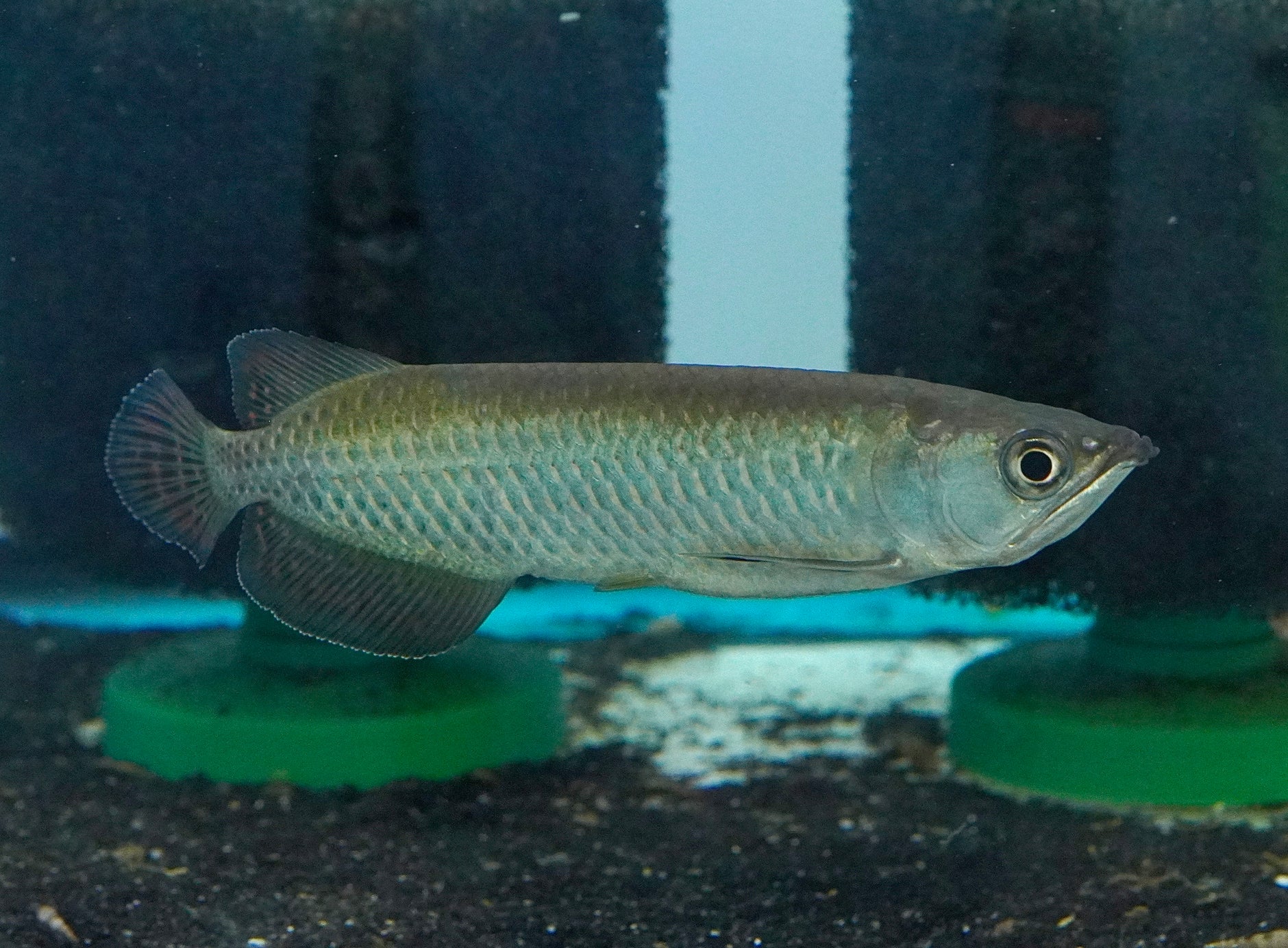 Arowana