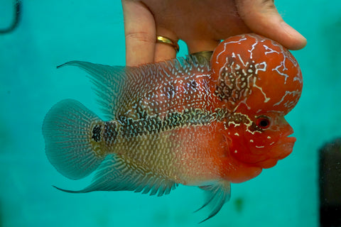 #3 Super Red Dragon Flowerhorn (Super Big Hump Head)