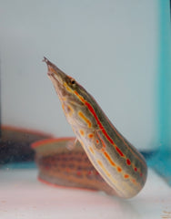 RARE Large Fire Eel (Size 11”-12”)