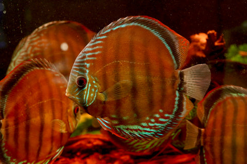 (Brazil Imported)Nhamunda River Red Wild Discus Size Large 6.5”-7” Special Order Wild Discus Fish