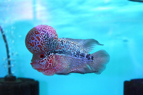 #2 Super Red Dragon Flowerhorn (Super Big Hump Head)