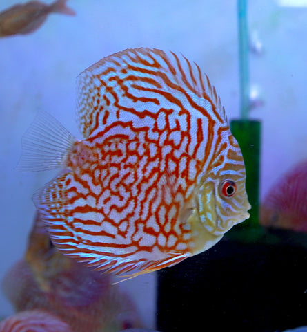 Red Tiger High Body Discus size 4.5” Premium Grade Discus