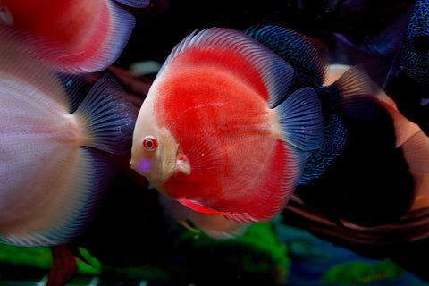 Albino Red High Body Discus size 4.5” Premium Grade Discus