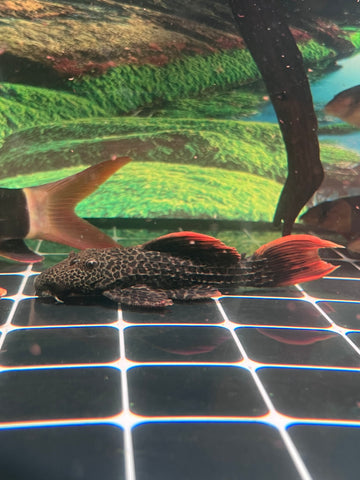 L600 -  Leopard Cactus Pleco size 5”-8”