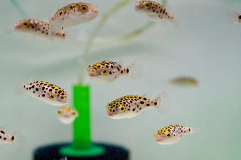 Green Spotted Puffer (Braskish Water)