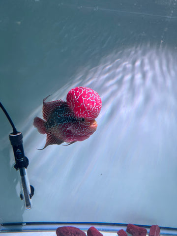 VIP Flowerhorn Red Base Kamfa F3 Hybrid size 6” Premium Collection Grade (High-End Flowerhorn)