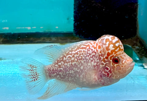 New Arrival #4 Golden Base Kamfa Male Flowerhorn (Mini Size 2.5”) Potential Small Kamfa