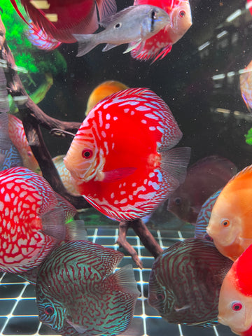 High Body “Heart Shape” Red Panda Discus size 5-6” Premium Grade Discus