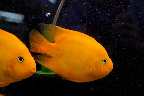 Golden Yuanbao Parrot Fish - Ground Body Parrot Cichlid  - Size 5-6” Premium Grade A