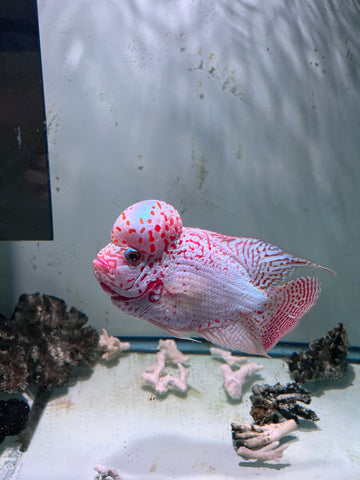 VIP Thick Pearl Golden Base Kamfa F2 Flowerhorn size 6” Premium VIP Collection Grade (High-End Flowerhorn)
