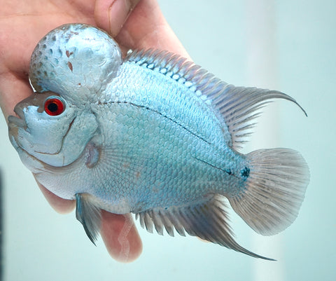 Thai Silk Male Flowerhorn size 4.5”