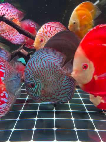 High Body “Heart Shape” Red Tiger Discus size 5-6” Premium Grade Discus