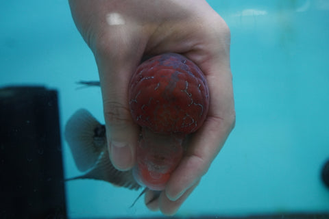#8 Super Red Dragon Flowerhorn (Super Big Hump Head)