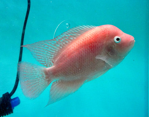 #2 *NEW (SRM) Super Red Monkey size 4.5” Male Flowerhorn