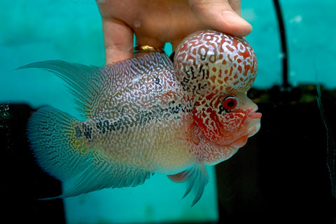#4 Super Red Dragon Flowerhorn (Super Big Hump Head)