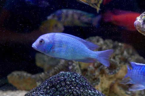 Blue Moorii Dolphin African Cichlid from Lake Malawi Size 4.5”