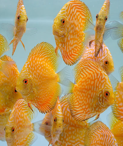 Yellow Pigeon Discus Size 3.5"-4"