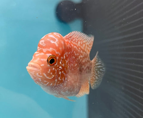 New Arrival #1 Golden Base Kamfa Male Flowerhorn (Mini Size 2”) Potential Small Kamfa