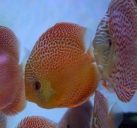 Leopard “Panthera” High Body Discus size 4.5” Premium Grade Discus