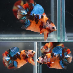 #9 Candy Marble Nemo Koi Galaxy Halfmoon Plakat Tail - Live Aquarium Male Betta Fish