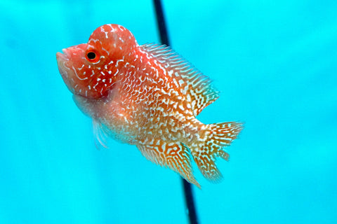 *NEW #1 Golden Base Kamfa Male Flowerhorn (Mini Size 2”) Potential Small Kamfa