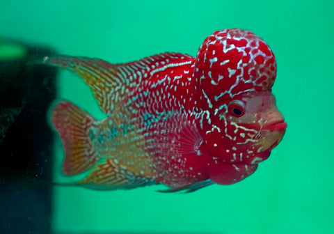 #1 Two Tones Dragon Flowerhorn