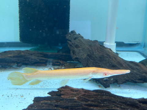 Albino Alligator Gar Fish size 8-10”