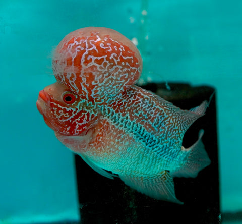 #6 Super Red Dragon Flowerhorn (Super Big Hump Head)
