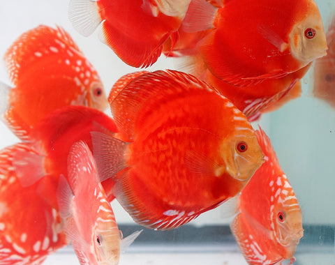 Red Panda Discus Fish 4”-4.5" High Quality Discus