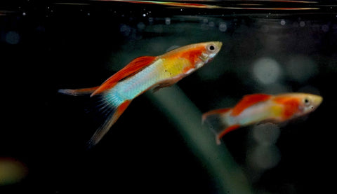 *RARE* Double Swords Red Wild Endler Guppy