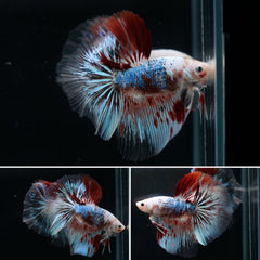 #2 Rare Color Nemo Koi Butterfly Blue Star Over Halfmoon Tail - Live Aquarium Male Betta Fish