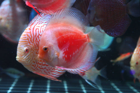 Red Snow Leopard High Body Discus size 4.5” Premium Grade Discus
