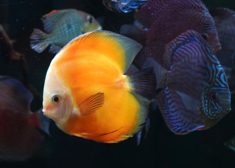 High Body “Heart Shape” Yellow Melon Discus size 5-6” Premium Grade Discus