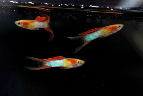 *RARE* Double Swords Red Wild Endler Guppy