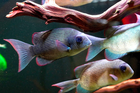 * RARE * Menarambo (Paretroplus menarambo) Madagascar Cichlids Captive Breed (Wild Extinct)